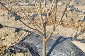 樱桃树几年才能结果，用好的种植方法，两年就能结果图片