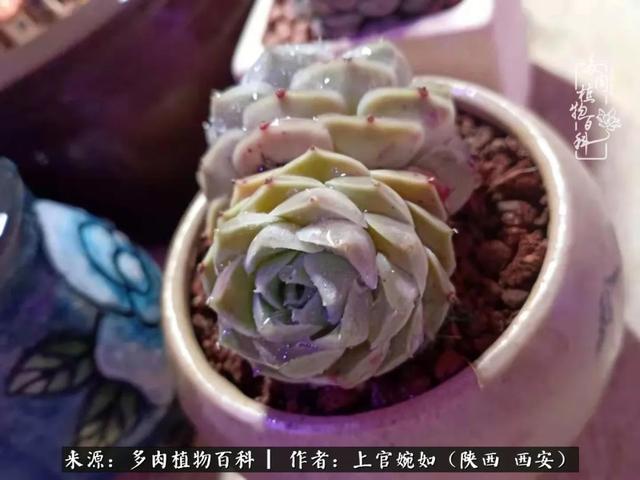 一入肉坑深似海之，我与多肉的不解之缘