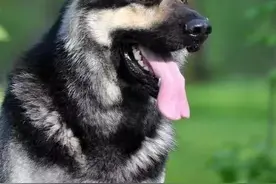 猛犬大对决，国产狼犬三杰，昆明狼青莱州红犬和德国牧羊犬图片