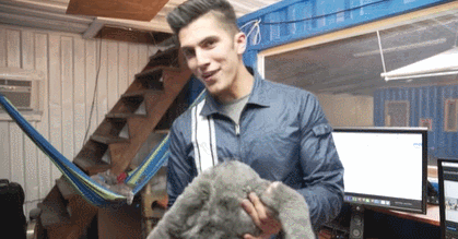 英国短毛猫丨蓝猫