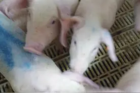 中医是怎么辨证猪蓝耳病的图片