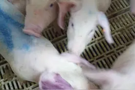 中医是怎么辨证猪蓝耳病的图片