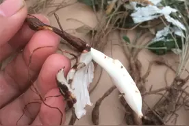 认识农村这种翻白草，价值珍贵，以前放牛经常挖，根茎剥皮可吃图片