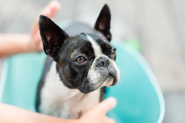 狮王宠物沐浴露去鸡皮肤