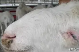 羊高烧不退，基本上是这3种原因图片