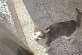浙江：台风前，将小猫生下水道的流浪猫，为保护小猫将小伙往外引图片