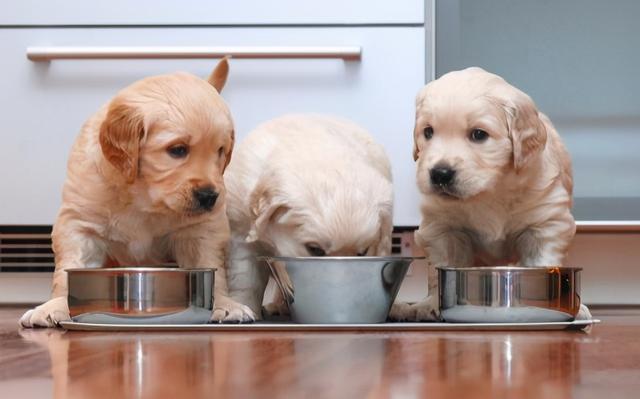 狗狗太瘦吃什么能长肉？下面5种食物，都很合适