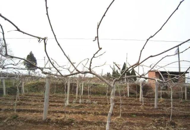 猕猴桃冬季管理三要素：防冻、冬剪、清园