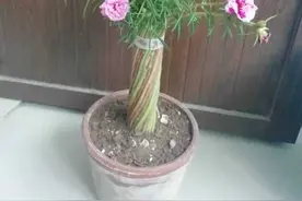 技术贴：手把手教你自制太阳花花塔造型图片