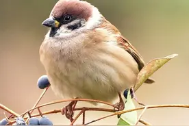 可怜的小麻雀图片