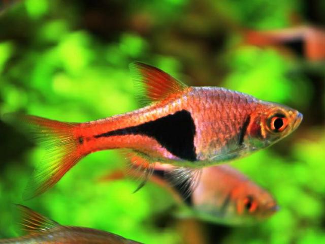 二线蓝眼灯鱼是什么?二线蓝眼灯鱼怎么养?-第4张图片