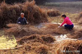 78岁大爷种苦荞 10斤面粉卖了100元 顾客点赞都说他好图片