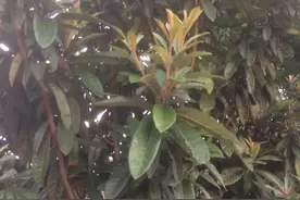 一九七六年高中生活片断图片