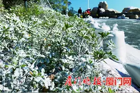 厦门下雪了？而且天热不会融化？破案了：人工的图片