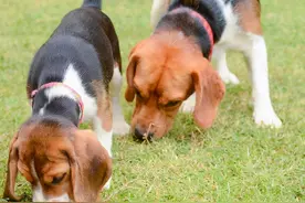 狗狗最怕的12种气味，可能导致嗅觉失灵图片