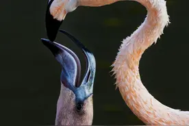 有人以为火烈鸟在用自己的血液来喂养雏鸟，这是真的吗图片