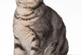 猫可以胖到什么程度？看完笑出猪叫图片
