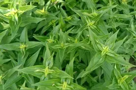 每日中药——龙胆图片