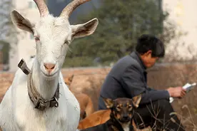 公羊壮得可以拉车，一天晚上羊圈来了小偷，公羊一头把他撞翻，从此再也没闹过贼图片