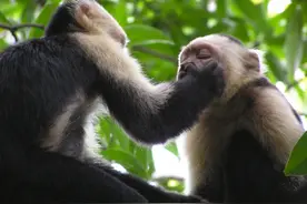 劝酒文化的根源找到了？科学家发现猴子会戳鼻孔来进行服从性测试图片