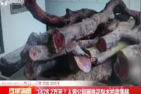 1428.2万元！人民公园两株花梨木竞拍高价一锤定音视频封面