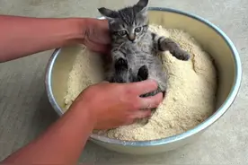 猫咪被裹上米糠粉，明显是摊上事了，了解后才知道是在帮它图片