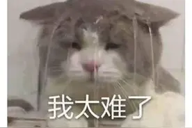 游戏里人气最高的猫？不仅会唱跳Rap打太极，打架比菜逼队友给力图片