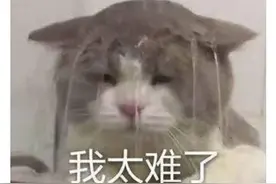 游戏里人气最高的猫？不仅会唱跳Rap打太极，打架比菜逼队友给力图片