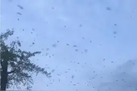 太反常了！四川德阳出现大量蝙蝠，黑压压一片，是灾难前兆吗？图片