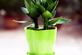 过年在家摆几棵竹子，寓意好叶片翠绿，养护简单装饰感强图片