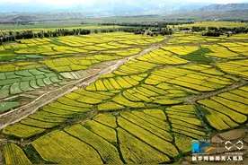 航拍甘肃张掖油菜花海 祁连山下田野“流金”图片