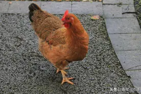 肉鸡养殖场设备有哪些？图片