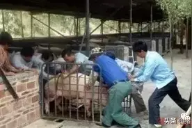 赶猪为啥累，方法没用对图片