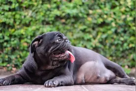 狗狗怀孕到分娩要多长时间？孕期需要注意什么？图片