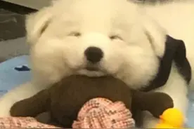 表情包：肥宅自闭图片