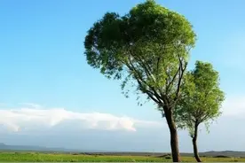 我愿做一棵树——致我亲爱的孩子（诗一首）图片
