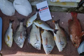 近海如何钓黄脚立（黄鳍鲷），用什么饵，怎么钓？图片