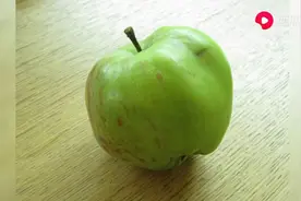 砸到牛顿头的那棵苹果树，现状如何？很不一般啊！西瓜视频看答案图片