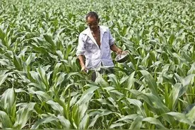 要想种植的玉米既能增产又无病虫害，老农有良方－巧喷食醋法图片