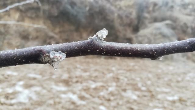 应对『倒春寒』 果树防冻液的几种使用方法