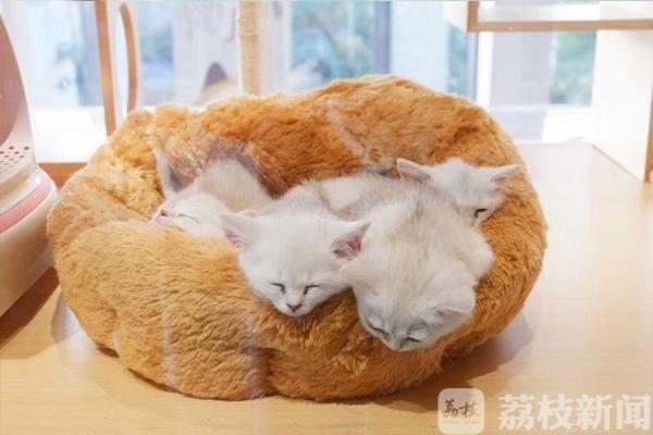 用领养代替购买，看看这家七层楼的巨无霸宠物店什么样？