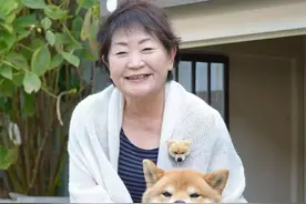 日本老奶奶的精彩晚年生活：与柴犬为伴，一人一犬，相伴晚年图片