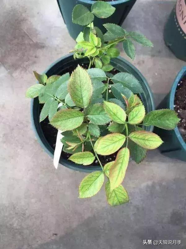 天狼说月季|月季叶片总变黄?原因可能是这个