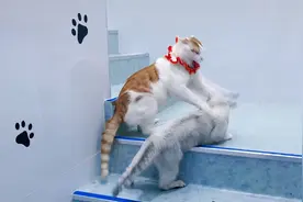 自从医院里多了这些猫，医生都快下岗了图片