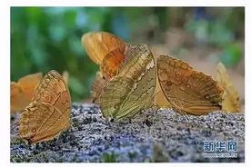 1.5亿只彩蝶“刷屏”！与天气有关吗？图片