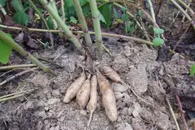 埋在地下的雪莲果，以前无人问津，如今备受关注，你愿意种植吗？图片
