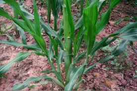 玉米“分叉”害处大：玉米真专家，给你说真话图片