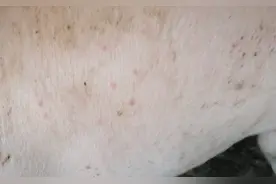 夏季猪身上总是不断有红点，怎么回事那？小编来给你解答吧图片