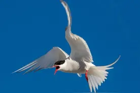 鸟类南飞，去的是哪个“南方”？图片