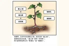 鱼腥草为啥又叫折耳根？丨冷知识图片